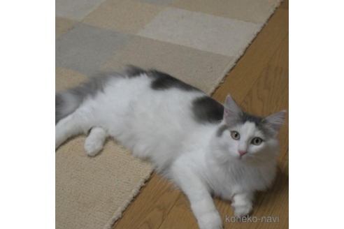 成約済の茨城県のノルウェージャンフォレストキャット-30969の2枚目